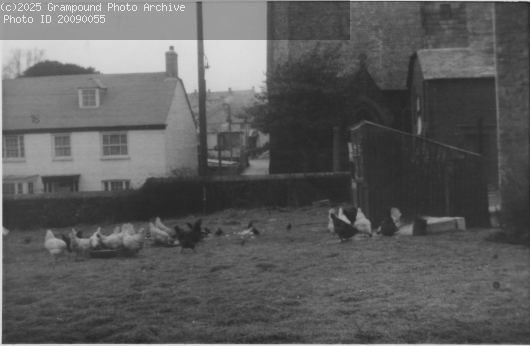 Picture of Miss Mannell's chickens 1966